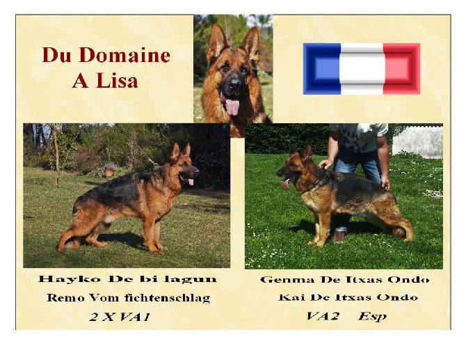 Du Domaine A Lisa - LES CHIOTS SONT NEES