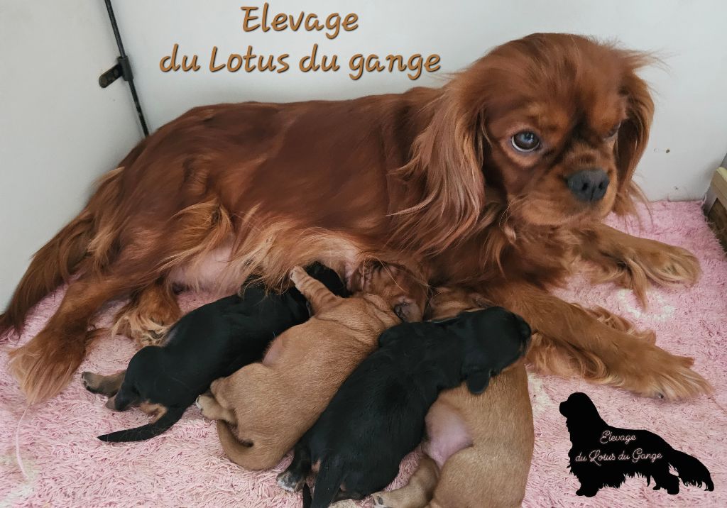 Chiot Cavalier King Charles Spaniel Du Lotus Du Gange