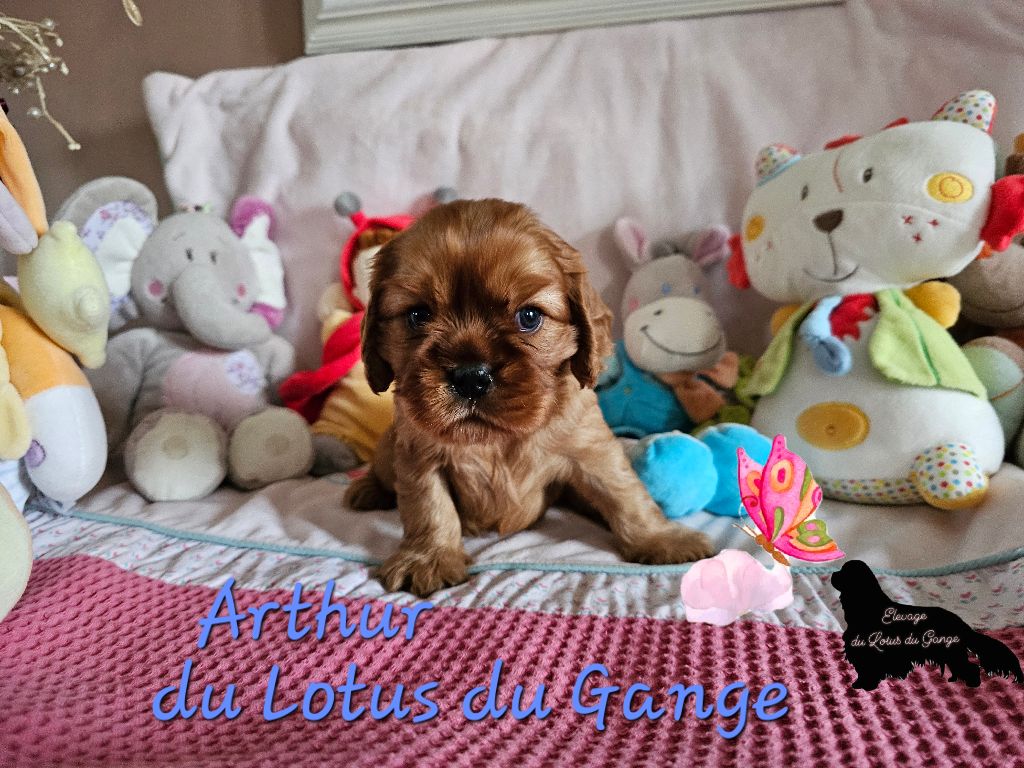 Du Lotus Du Gange - Chiots disponibles - Cavalier King Charles Spaniel