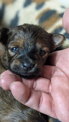 CHIOT fauve charbonnée de noire Tiboy 