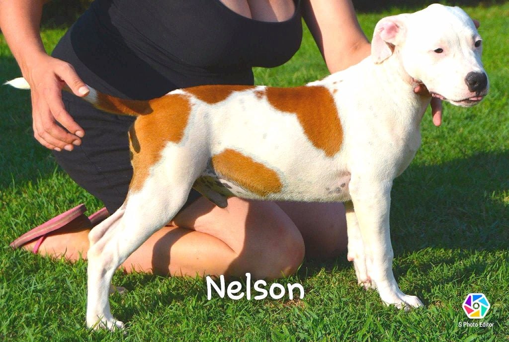 Nelson