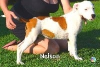 Nelson