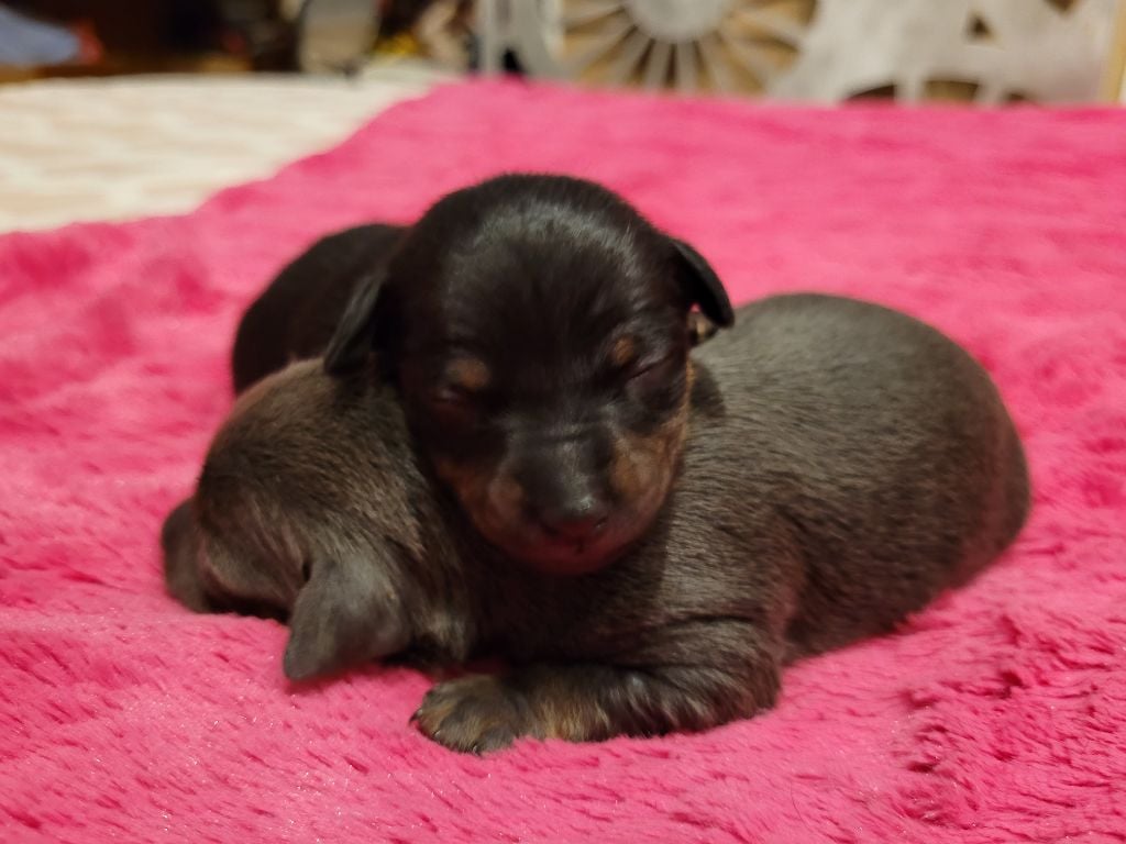 De La Caprosia D'Hestia - Chiots disponibles - Russkiy Toy (Petit Chien Russe)