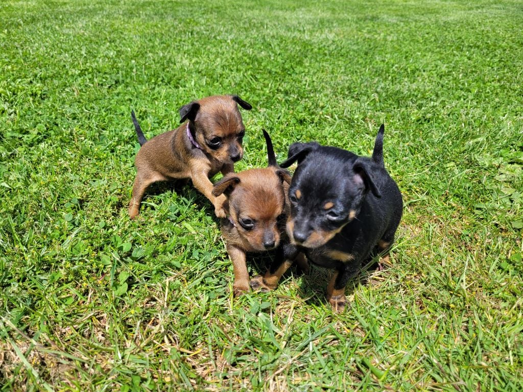 Chiot Russkiy Toy (Petit Chien Russe) De La Caprosia D'Hestia