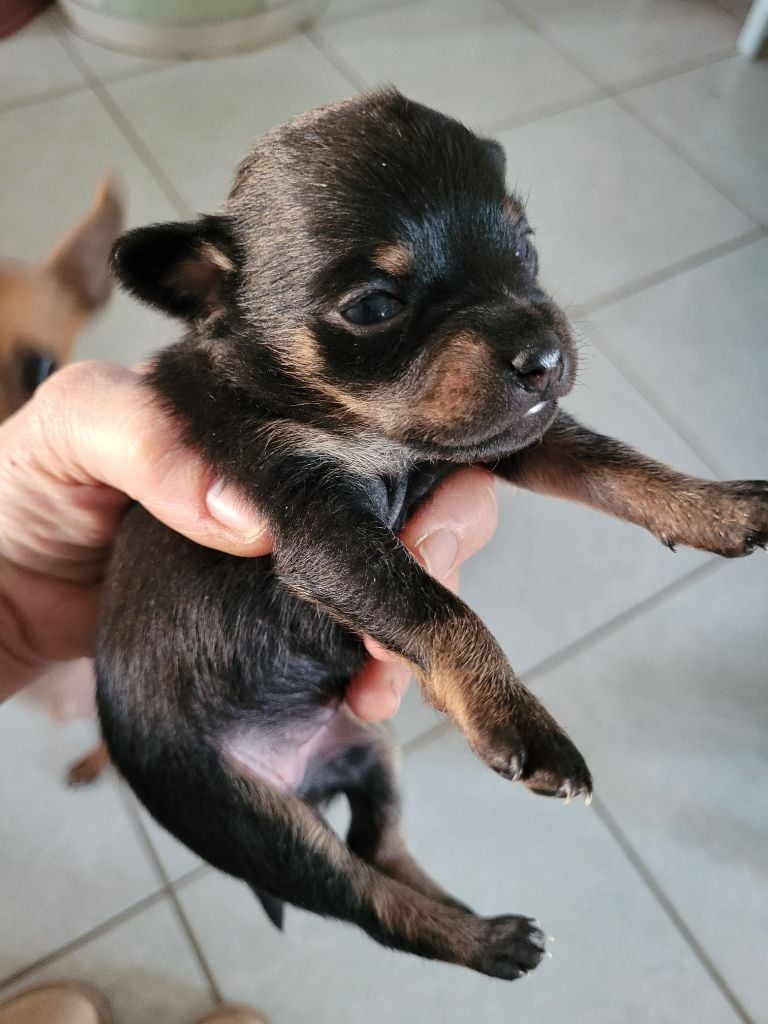 De La Caprosia D'Hestia - Chiots disponibles - Russkiy Toy (Petit Chien Russe)