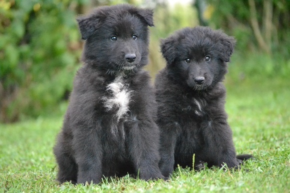 Chiot Berger Belge Des Prémices D'une Idylle