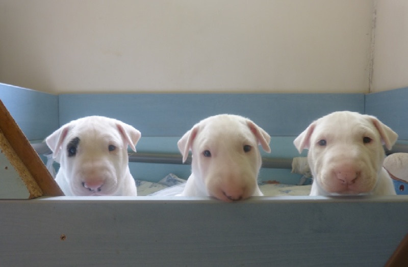 Chiot Bull Terrier Of Black Channel