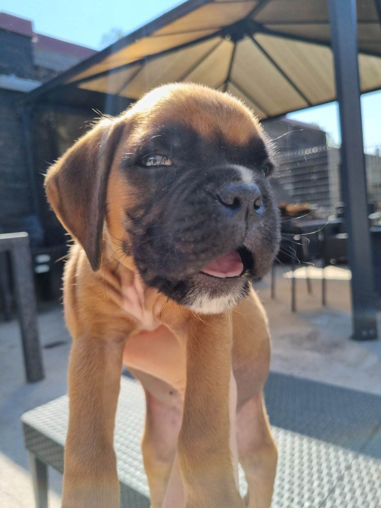 Des Terrils Du Nanayo - Chiots disponibles - Boxer