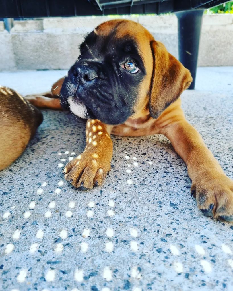 Des Terrils Du Nanayo - Chiots disponibles - Boxer