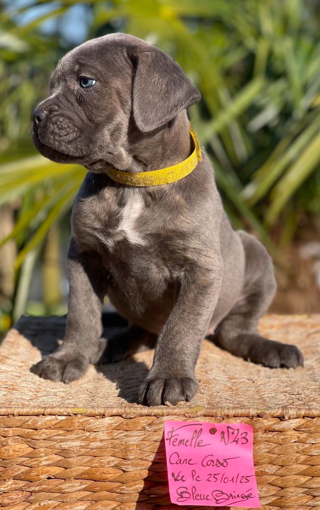 de Roz Ar Gall - Chiots disponibles - Cane Corso