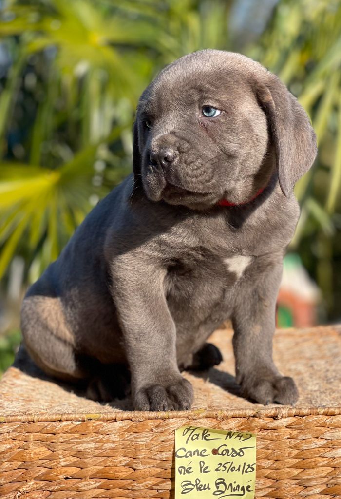 de Roz Ar Gall - Chiots disponibles - Cane Corso