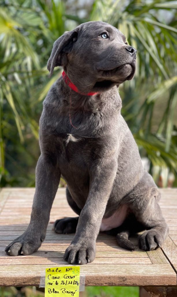 de Roz Ar Gall - Chiots disponibles - Cane Corso