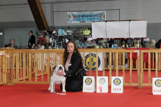 Des Bulljack Des Bestfriends - BEST OPPOSITE CACIB PR MISS FLUO