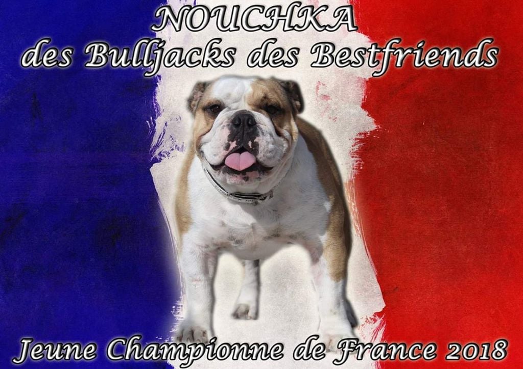 Des Bulljack Des Bestfriends - Nationale d Élevage 2018