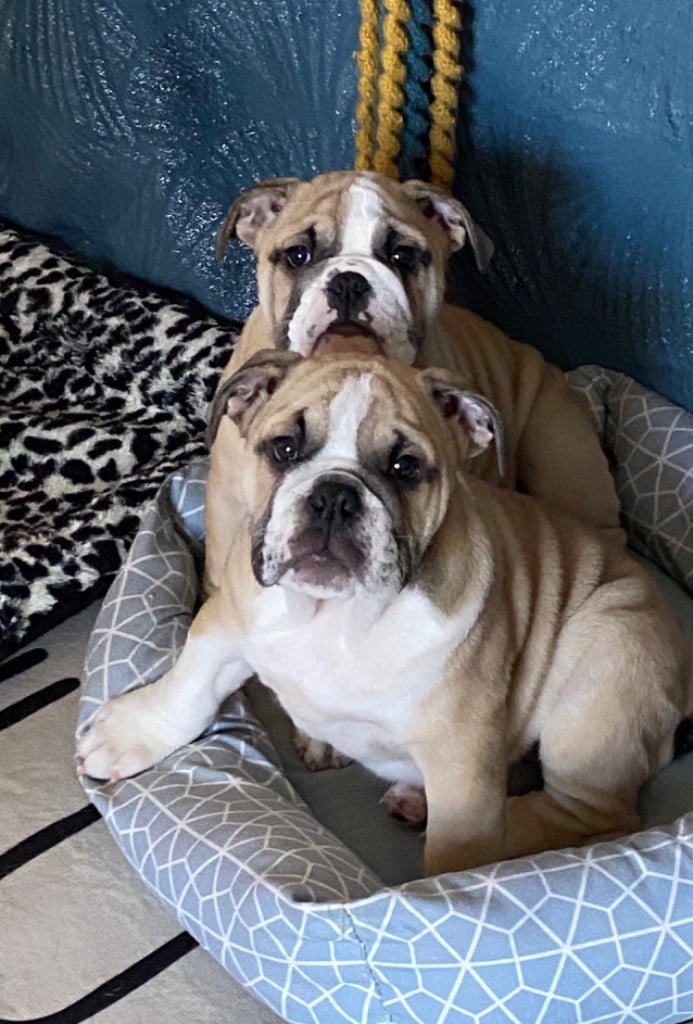 Chiot Bulldog Anglais Des Bulljack Des Bestfriends