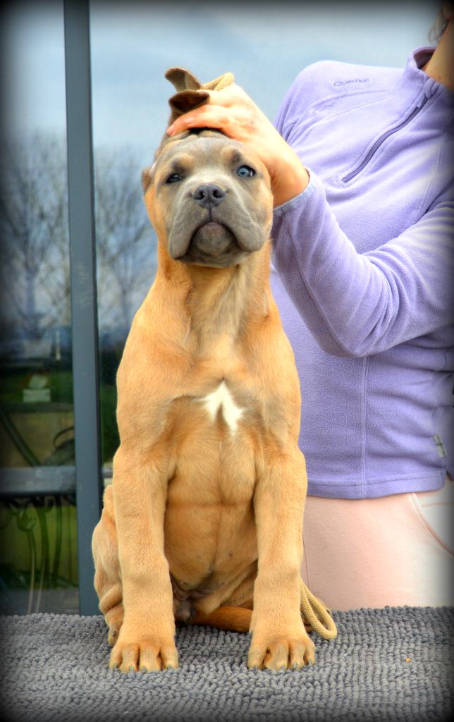 Des Anges De Cocagne - Cane Corso - Portée née le 15/11/2022