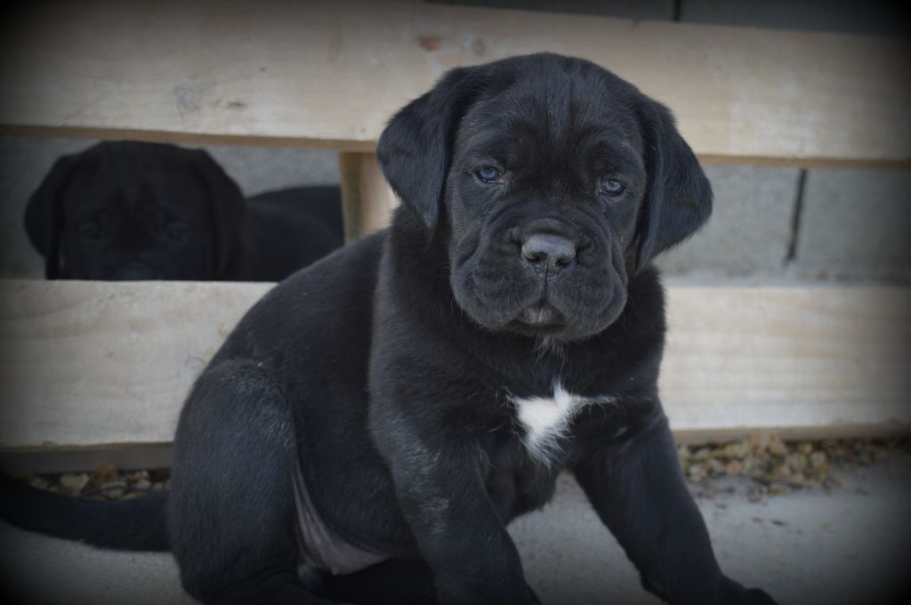 Des Anges De Cocagne - Cane Corso - Portée née le 14/03/2022