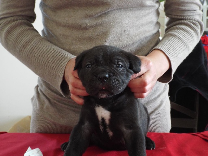 Des Anges De Cocagne - Cane Corso - Portée née le 29/03/2014