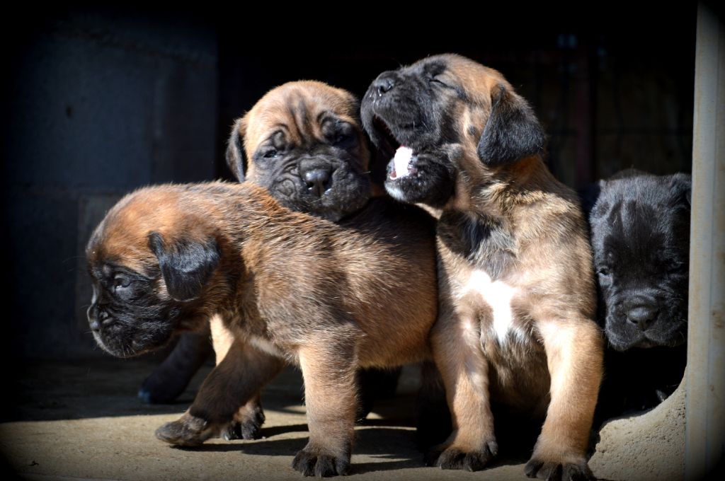 Chiot Cane Corso Des Anges De Cocagne