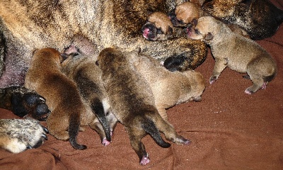 Casus B'hell Ly - 7 bébés sont nés le 13 juin