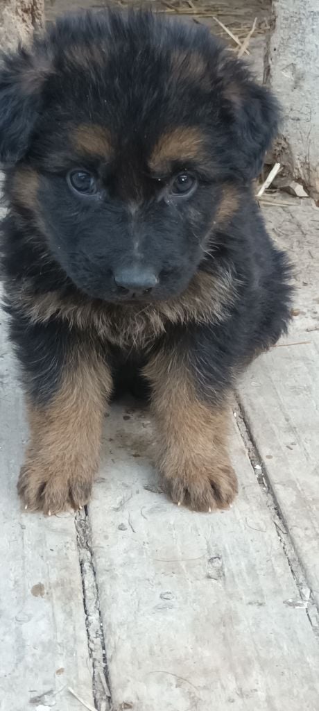  magnifiques chiots de LEGANE ET ISKO du jardin de Mesoz