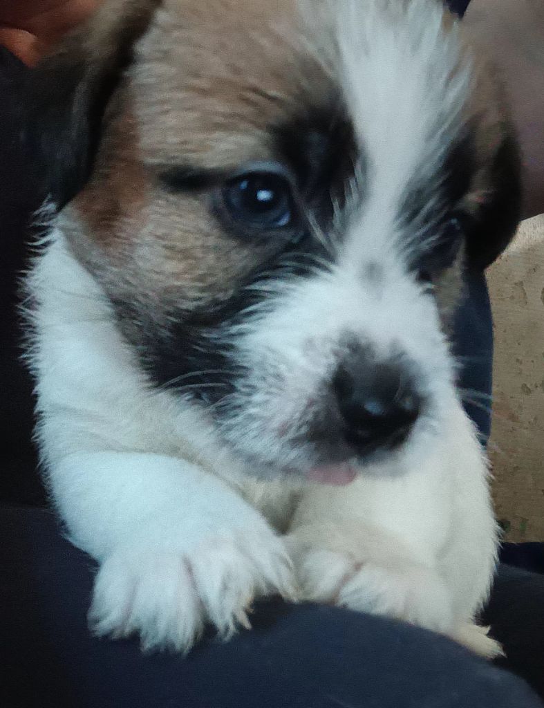 Des Mysteres Au Coeur Tendre - Chiots disponibles - Jack Russell Terrier