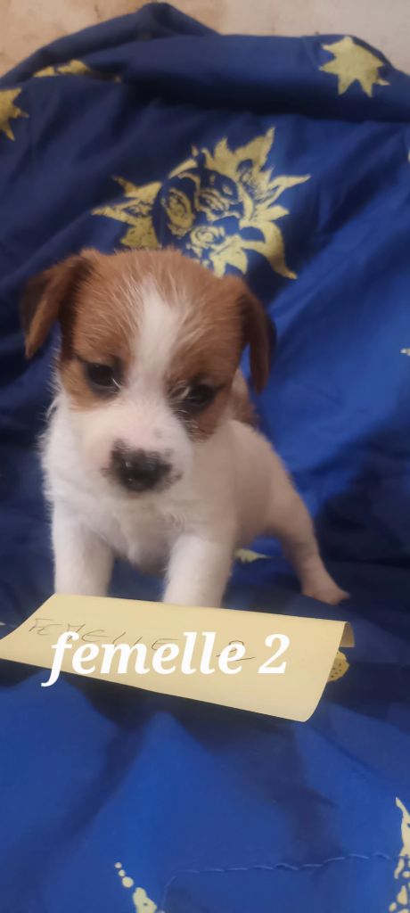 Des Mysteres Au Coeur Tendre - Chiots disponibles - Jack Russell Terrier