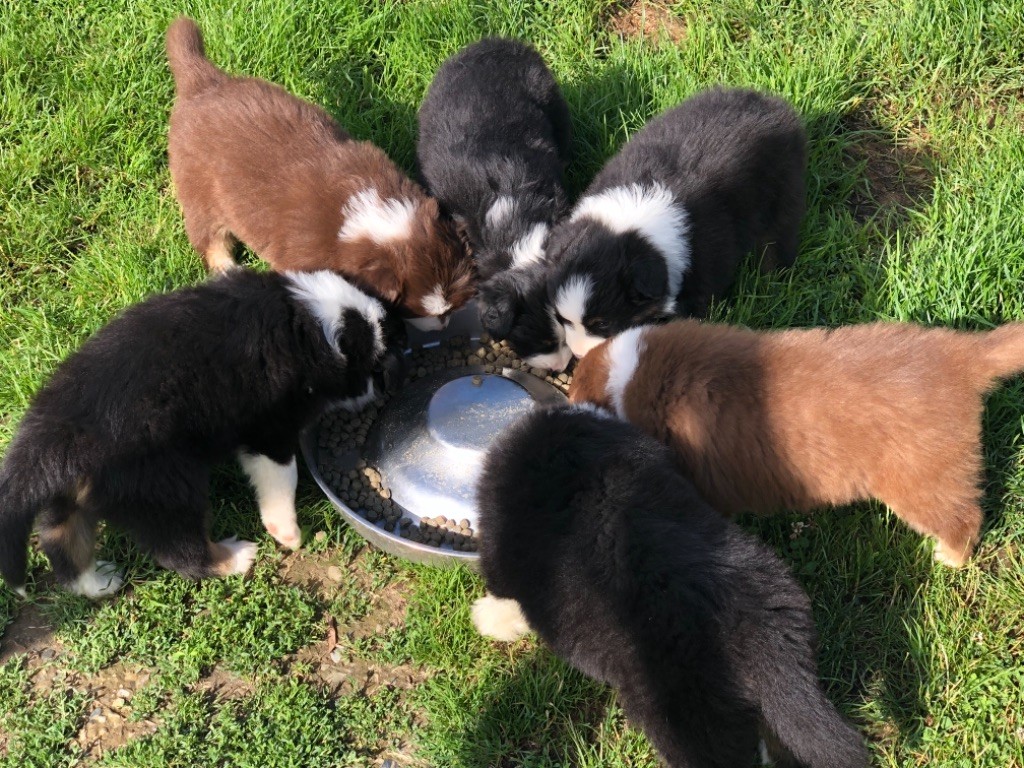 Chiot Berger Australien Du Chemin Du Tro Breizh