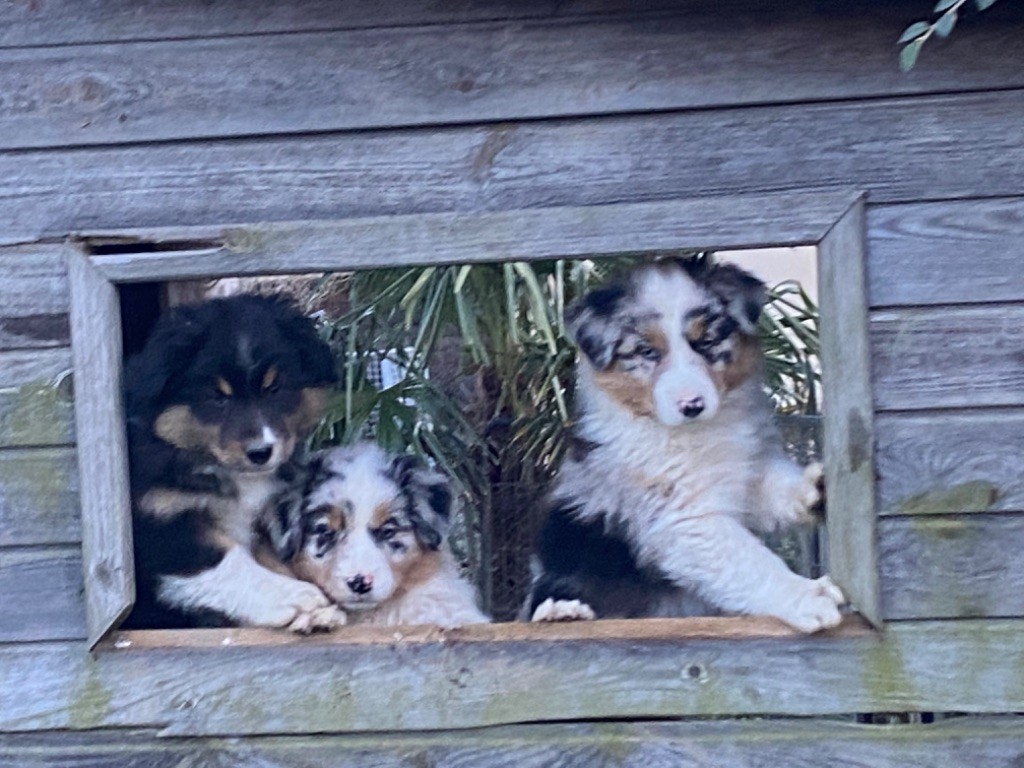 Chiot Berger Australien Du Chemin Du Tro Breizh