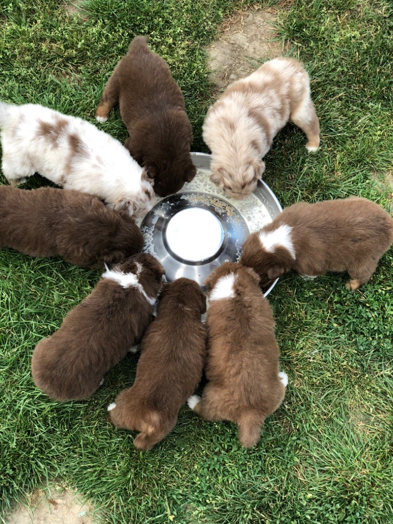 Chiot Berger Australien Du Chemin Du Tro Breizh