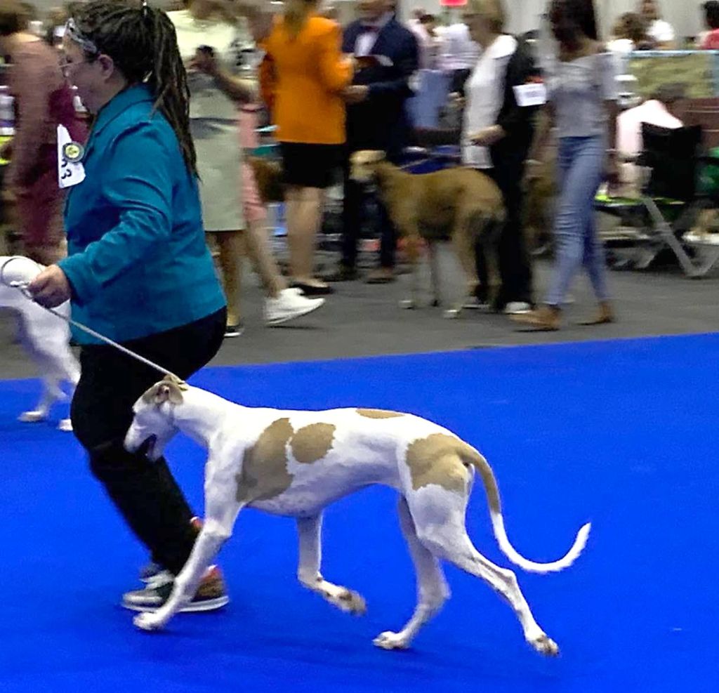 Inchydoney Memories - World Dog Show de Genève - part 1