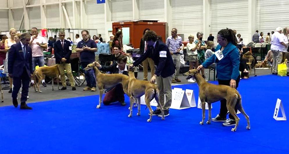 Inchydoney Memories - World Dog Show de Genève - part 2