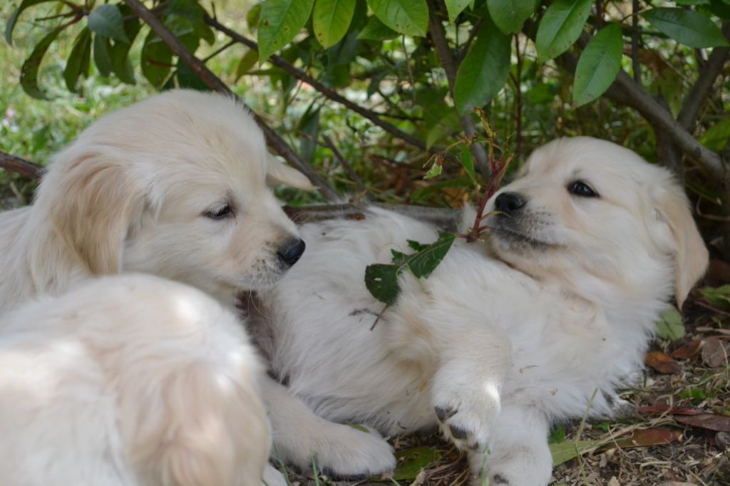 De La Vallée Des Alleuds - Chiots disponibles - Golden Retriever