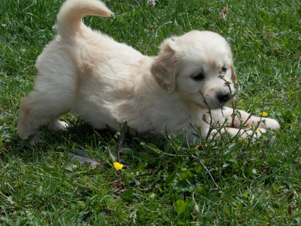 De La Vallée Des Alleuds - Chiots disponibles - Golden Retriever