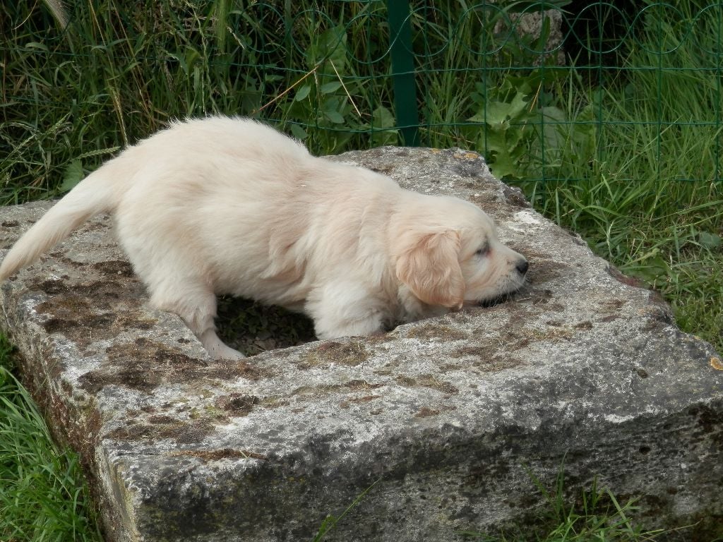 De La Vallée Des Alleuds - Chiots disponibles - Golden Retriever