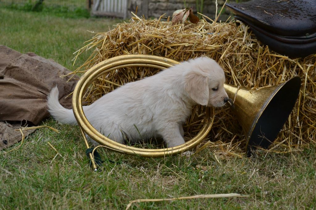 De La Vallée Des Alleuds - Chiots disponibles - Golden Retriever