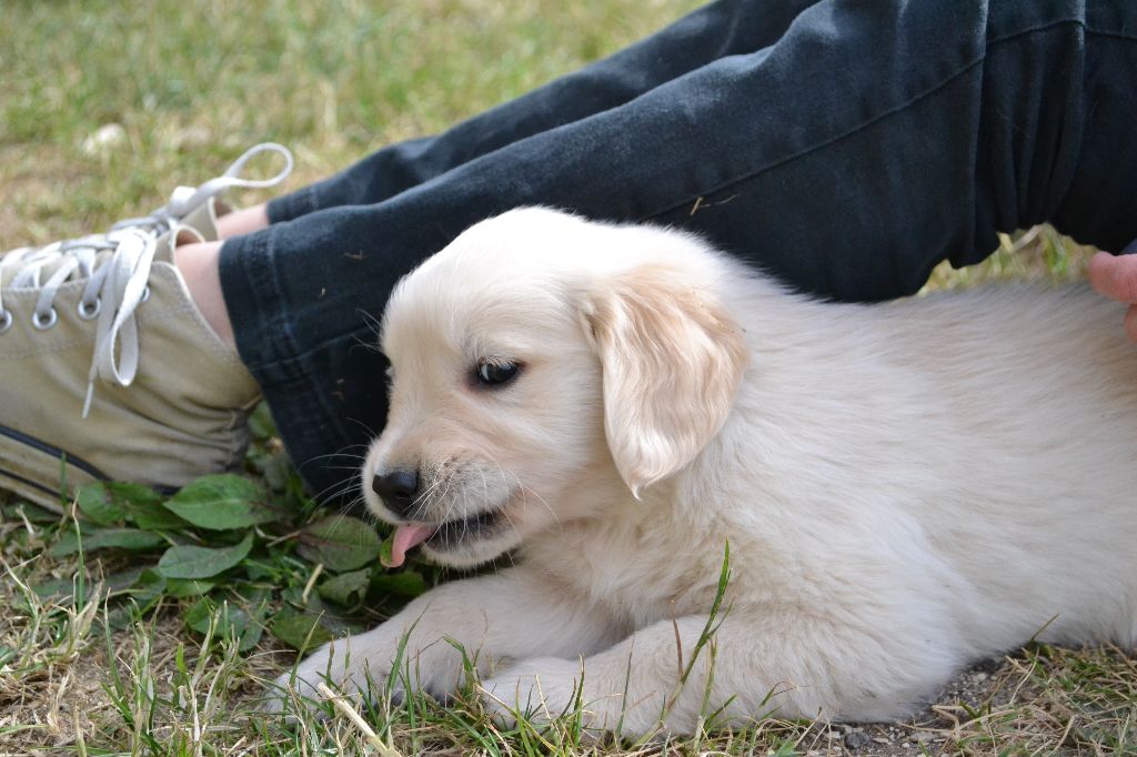 De La Vallée Des Alleuds - Chiots disponibles - Golden Retriever