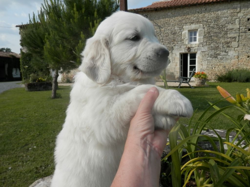 De La Vallée Des Alleuds - Chiots disponibles - Golden Retriever