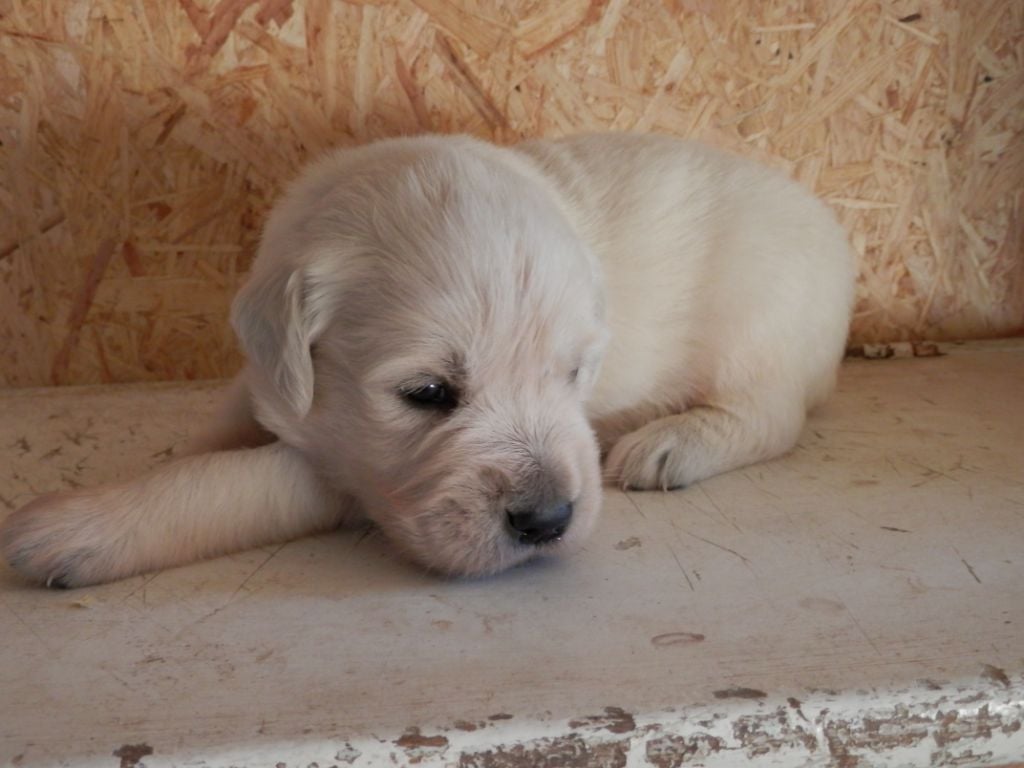 De La Vallée Des Alleuds - Chiots disponibles - Golden Retriever