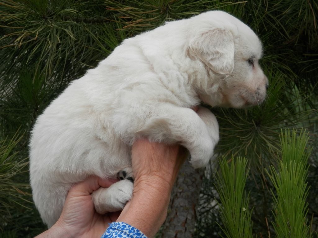 De La Vallée Des Alleuds - Chiots disponibles - Golden Retriever