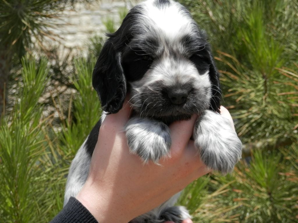 Chiot Cocker Spaniel Anglais De La Vallée Des Alleuds