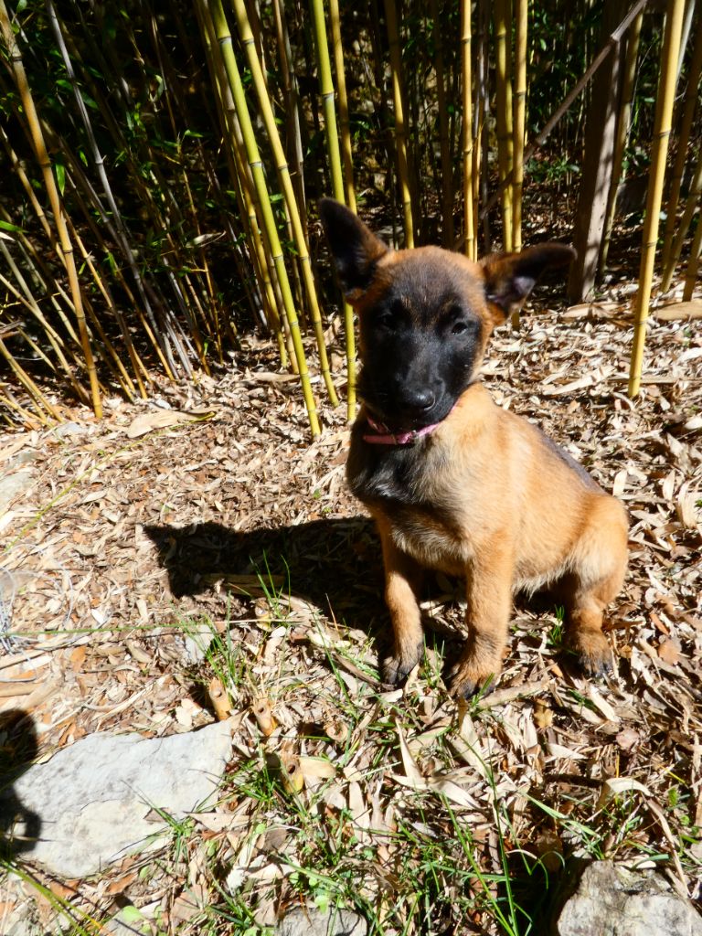 Du Bois De Larnède - Uska tite dernière à adopter!