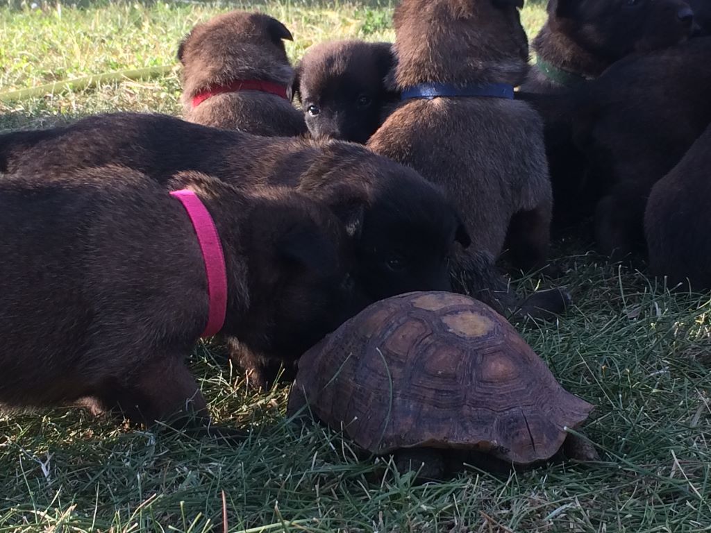 Du Bois De Larnède - Découverte du jour la TORTUE