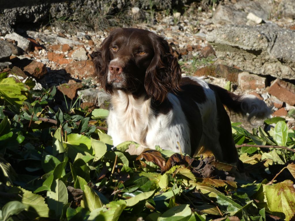 Du Bois De Larnède - Sunny en chaleurs