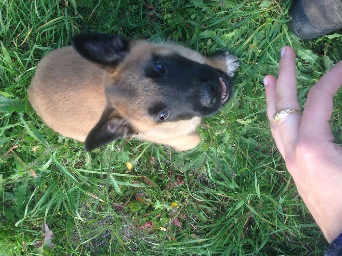 Du Bois De Larnède - Lipton disponible pour adoption