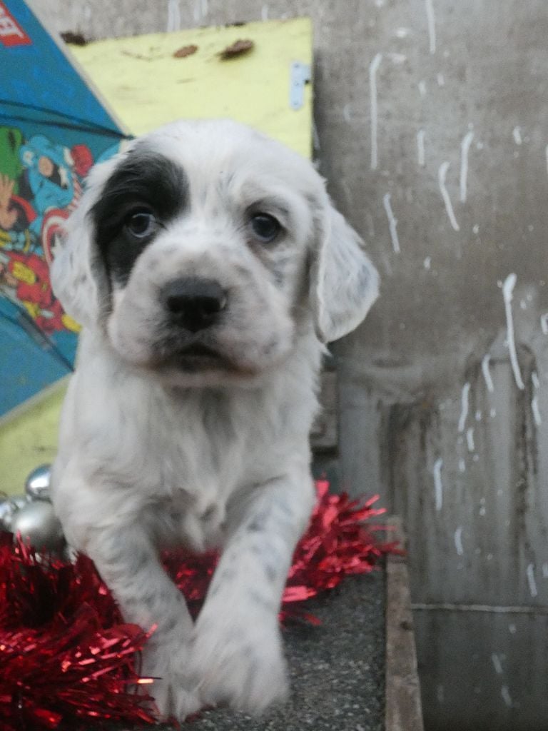 Des chiots vraiment sereins et joueurs !