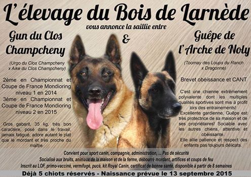 Du Bois De Larnède - 7 Chiots réservés