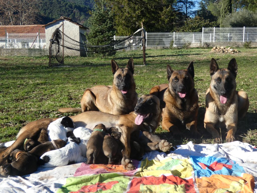 Chiot Berger Belge Du Bois De Larnède