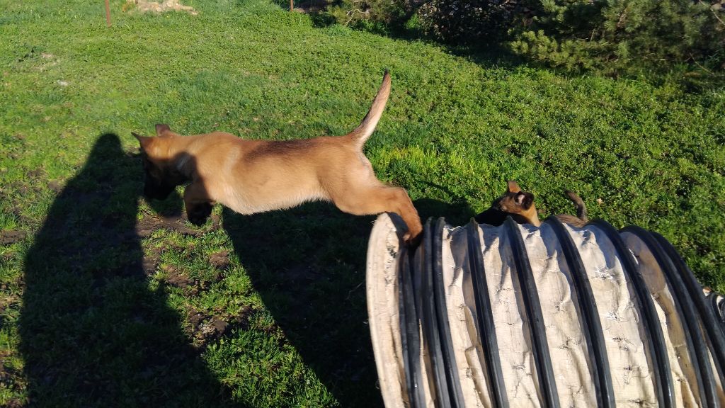 Du Bois De Larnède - Chiots disponibles - Berger Belge