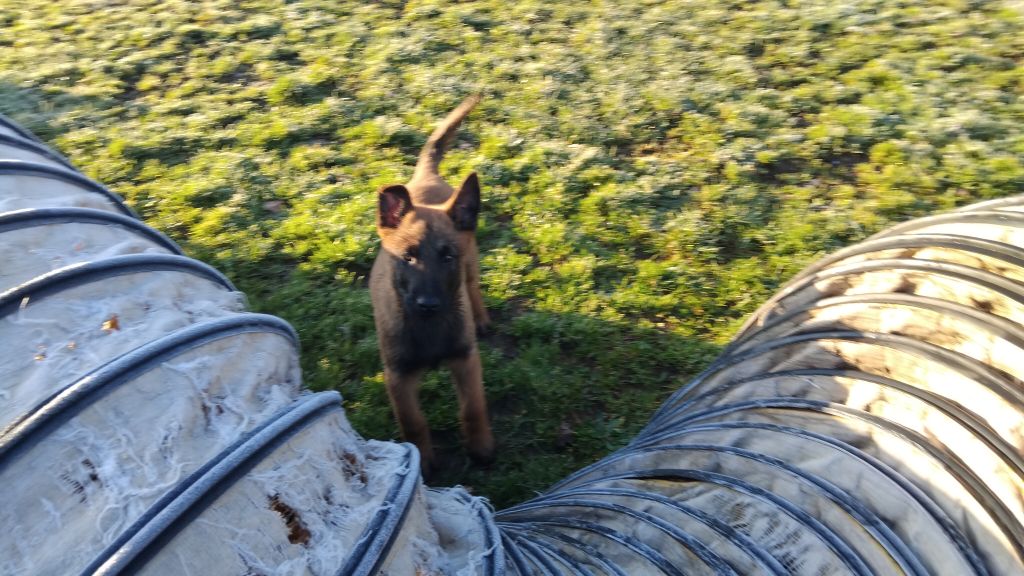 Du Bois De Larnède - Chiots disponibles - Berger Belge